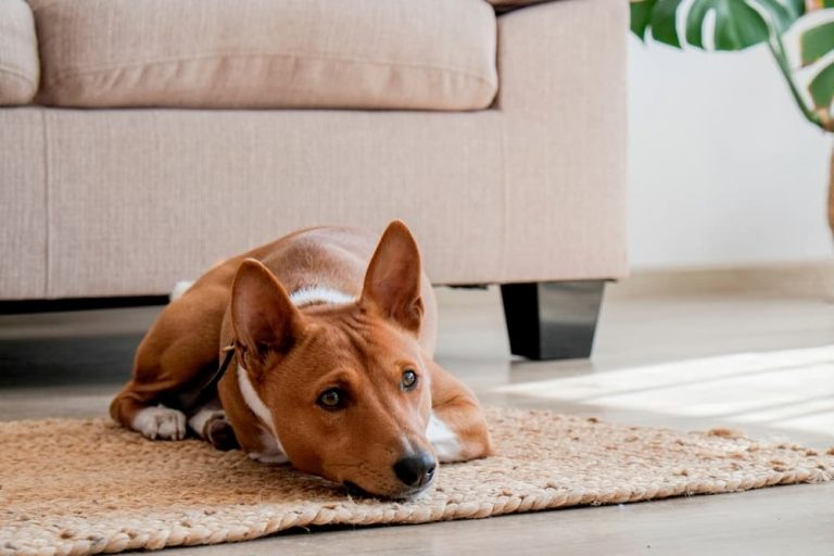 dog relaxing by neutral couch